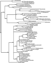Image result for Mimulopsis arborescens