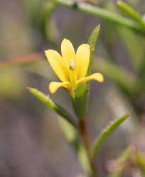 Image result for Monopsis