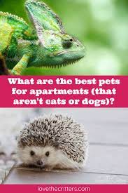 What Are The Best Pets For Apartments That Aren T Cats Or Dogs Apartment Pet Best Small Pets Apartment Pets Small