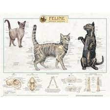 In this tutorial, we will draw siamese cat. 120 Drawing Anatomy Cat Ideas Cat Anatomy Animal Drawings Cat Drawing
