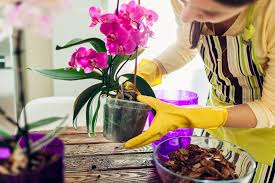 You can wipe the plant down with a damp kitchen towel or cloth a few times until there is no sign of mold on the plant. What To Do If Your Plant Grows Mold Martha Stewart