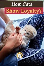 Do You Want To Know How Cats Show Loyalty Kitty Cats Blog In 2020 Cat Behavior Cats Cat Language