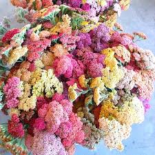 All year flowers south africa. What Flowers Are In Season In Summer In South Africa Epanouir Flower Studio