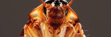 A cockroach species commonly called a palmetto bug is the american cockroach (periplaneta americana). Carolina Pest Palmetto Bug Or Cockroach How To Tell The Difference