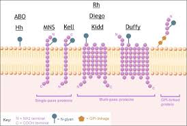 Here's a breakdown of the most rare and common blood types by ethnicity, according to the american red cross. Blood Group Antigens Are Surface Markers On The Red Blood Cell Membrane Blood Groups And Red Cell Antigens Ncbi Bookshelf