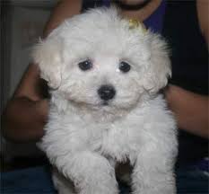 Maltipoo Pros Sweethearts Hypoallergenic Cons Not A Huge Fan Of Curly Hair Maltipoo Minature Poodle Miniature Poodle