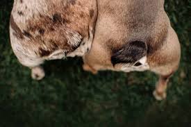 English bulldogs over heat very fast and have difficulty regulating their body temperature. How To Clean A Bulldog Tail Pocket According To Vets