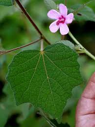 Image result for Urena lobata