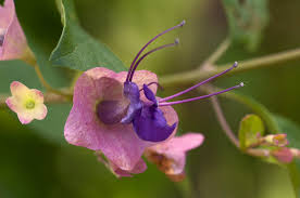 Image result for Karomia speciosa