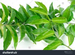 Image result for Pereskia aculeata
