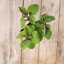 The fruit is not ornamentally significant. 2 Plectranthus Ciliatus Swedish Ivy Purple