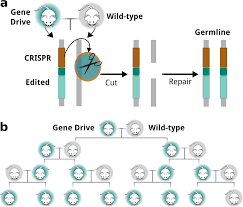 Experiments in mice suggest that the technology has a long way to go before being used for pest control in the wild. The Risks Of Using Gene Drives To Get Rid Of Pesky Species Genetic Literacy Project