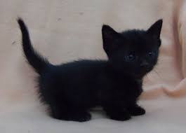 Female calico cats have two x chromosomes and therefore have two chromosomes with. Cute Kitten Munchkin Cat Novocom Top