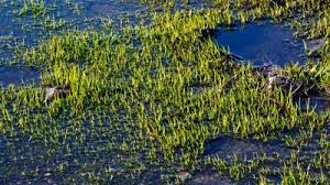 Image result for Isoetes schweinfurthii