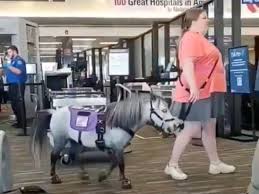 Restrictions and the local government.at&t. American Airlines Passenger Flies With Mini Horse As Service Animal