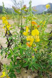 Image result for Crotalaria retusa