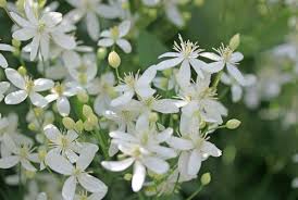Maybe you would like to learn more about one of these? Fleurs De Bach Clematis Centre De Formation En Fleurs De Bach