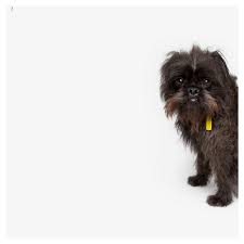 For Virtual Reality Head To Rachel Oates Pet Photography We Adore Her Pics Of Our Dog Muse Frida Growlmama Animal Photography Pets Animals