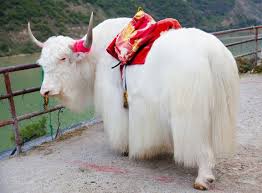 Image result for yak