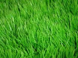 Check spelling or type a new query. How To Remove Grass Stains From Clothing