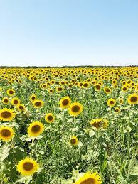 We did not find results for: Our Trip To The North Fork Sunflower Maze Showit Blog