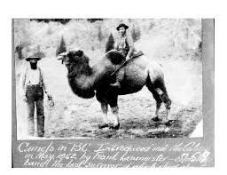 Camel men you will get on the site are equipped with shelf life ranging from 12 months to 24 months and have a very low brix content, which is another word for sugar content in a drink. The Military Camels Of The North American West Sociological Images