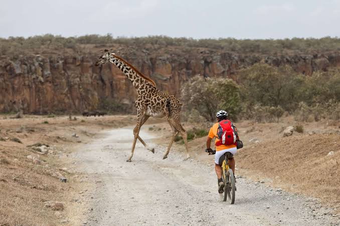 Cycling alongside wild giraffes, zebras, and buffaloes beneath the towering cliffs of Hell's Gate., AI generated