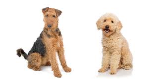 Why buy a puppy for sale if you can adopt and save a life? Airedoodle The Airedale Terrier Poodle Mix