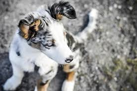 Laten we horen van zes hondenrassen die af en toe het gen met blauwe ogen krijgen:siberische huskywe zijn een van de weinige rassen met een gen dat prachtige blauwe ogen kan veroorzaken. De Australian Shepherd Wat Voor Hond Is De Aussie