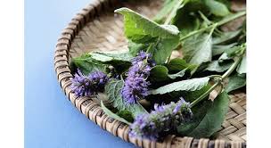 17 Idees De Tisanes Avec Les Plantes Du Jardin Plante Jardin Tisane Culture D Herbes