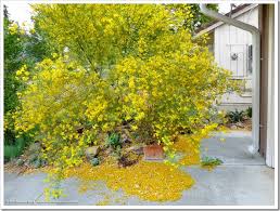 It is easily pruned into a canopy tree that provides filtered shade and accent value in many settings. Palo Verde Messiness Update