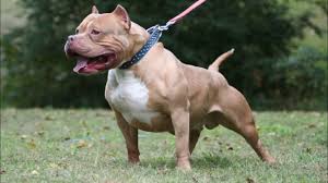 Gideon is approximately 1 year old, he is full of life and energy!! 05 Pitbull Youtube