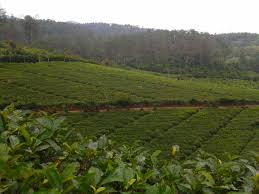 We did not find results for: Wisata Kebun Teh Cipasung Majalengka Tempat Wisataku