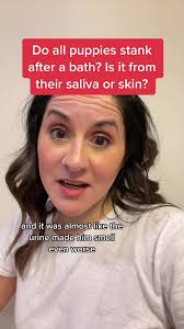 Why Do Golden Doodle Puppies Smell Bad Even After a Bath?