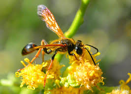 Image result for Agrostis isopholis