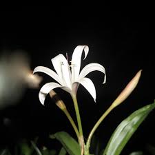 Image result for Crinum crassicaule