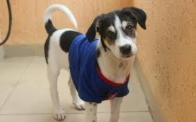 These Are The Best Animal Shelters In Mumbai Whatshot Mumbai Dogs, cats, kittens, pups, rabbits, turtles.even snakes?