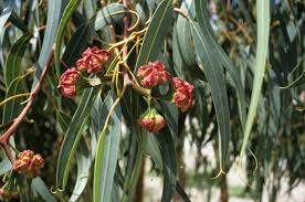 Talk to your doctor if you can't afford the. Plants Amwua