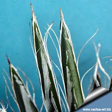 This intricate and unique plant originates in highlands and rocky. Agave Toumeyana Var Bella