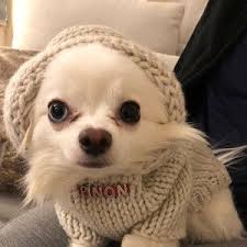 Small Dog Sweater Crochet Dog Clothes Pet Clothing Winter Dog Hoodie Warm Dog Clothes Dog Outfits Puppy Sweater Bubadog Evcil Hayvan Kiyafetleri Hayvan Giysileri Ve Evcil Hayvan Aksesuarlari