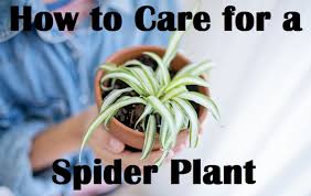 Do spider plants need natural light? How To Care For A Spider Plant Dengarden