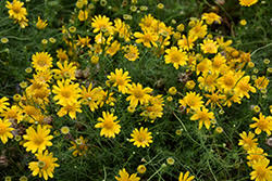 Image result for Dyssodia tenuiloba