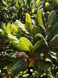 Image result for Beilschmiedia rwandensis