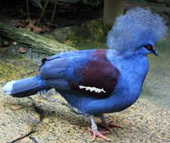Is Singapore Zoo The Best Zoo In The World Never Ending Footsteps Singapore Zoo Zoo Blue Bird