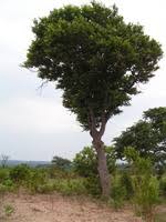 Image result for Pseudolachnostylis maprouneifolia
