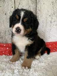 She is available for deposit along with 3. Puppies For Sale Buckeye Puppies Bernese Mountain Dog Golden Retriever Mix Puppies In Bernes Golden Retriever Mix Puppies Mountain Dog Breeds Retriever Puppy