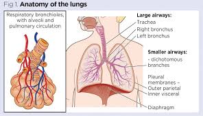 Don't know about you guys, but i have the hardest time ever figuring out what to name/how to organize my chests, i reckon if a couple people post. How To Perform Chest Auscultation And Interpret The Findings Nursing Times