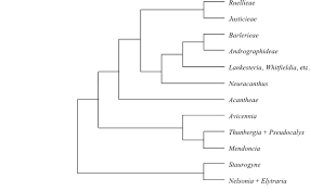 Image result for Neuracanthus africanus