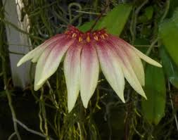 Image result for Bulbophyllum comatum