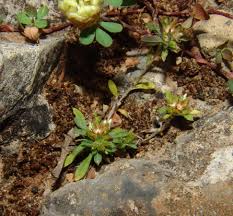 Image result for Gutenbergia polycephala